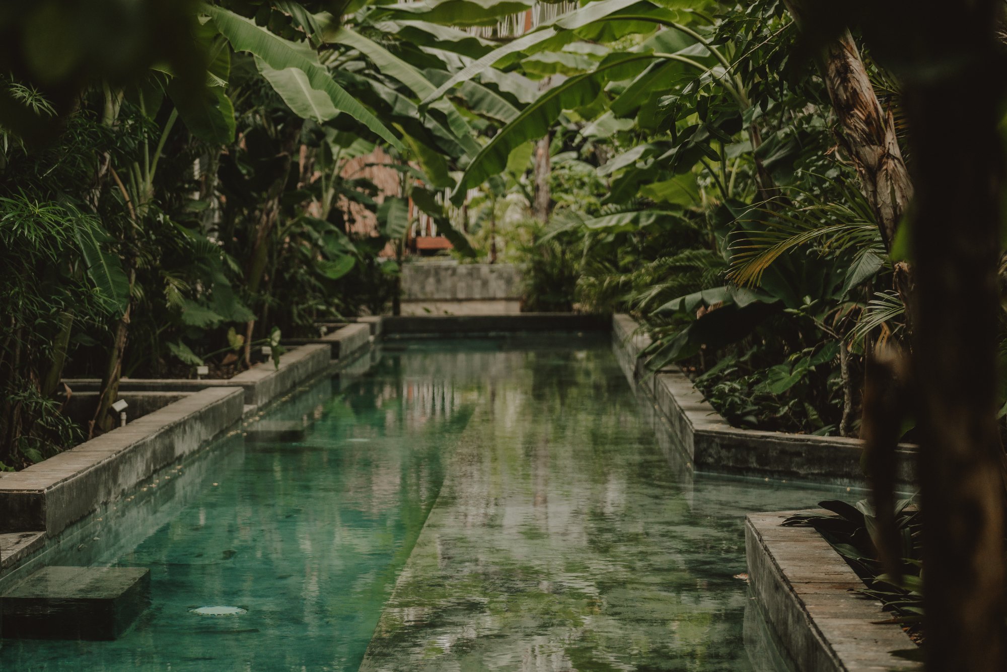 Jungle pool daytime